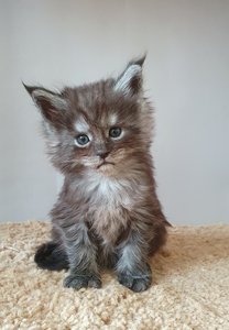 id:6181